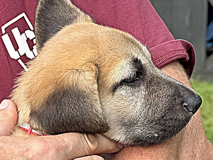 chinook puppy